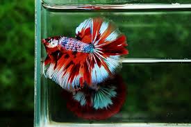 Betta fish are among the most popular freshwater fish around. The Most Expensive Betta Fish Nice Betta Thailand Co Ltd