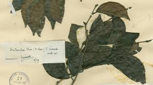 Image result for Guibourtia schliebenii