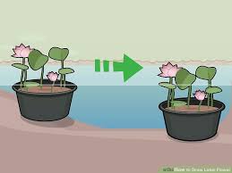 3 Ways To Grow Lotus Flower In 2020 Lotus Plant Lotus Flower Lotus Flower Seeds