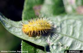 Gardeners east of the rockies are most familiar with this pest. Guess The Pest Week 18 19 Answer Mexican Bean Beetle Weekly Crop Update