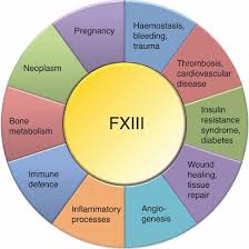 Antikoagulantien werden in der medizin dazu verwendet, die intravasale bildung von thromben zu. New Developments In The Area Of Factor Xiii Schroeder 2013 Journal Of Thrombosis And Haemostasis Wiley Online Library