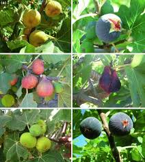 Figs that we picked in. Improvement Of Fig Ficus Carica L By Conventional Breeding And Biotechnology Springerlink