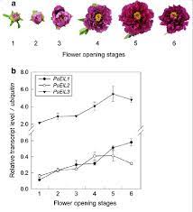 When are cut flower peonies available? A Phenotypes Of Tree Peony Cut Flower At The Following Stages Of Download Scientific Diagram