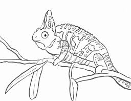 Cute chameleon coloring page free printable pages template. Chameleon Coloring Page Art Starts