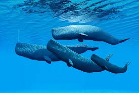 Image result for whales