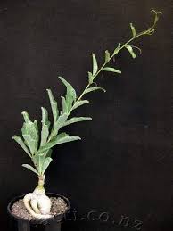 Image result for Adenia repanda