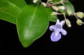 Image result for Vitex trifolia