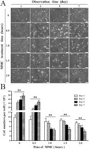 Efficient Feeder Cells Preparation System For Large Scale Preparation And Application Of Induced Pluripotent Stem Cells Scientific Reports Free to play fantasy football game, set up your fantasy football team at the official premier league site. efficient feeder cells preparation