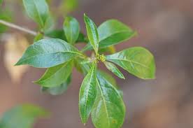 Image result for Xyris natalensis