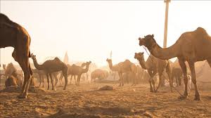 How camels arrived in australia. Drought Hit Australia Culls 5 000 Camels Amid Criticism