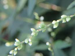 Image result for Isoglossa punctata