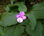 Image result for Impatiens sylvicola