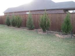 My wife and i have purchased some spartan junipers and thought that spacing them 4ft apart would be good for a privacy screen, but we see so many different spacing suggestions and overall sizes of the spartan in its matured width that we've. Juniper Trees With Browning At The Center