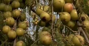 Amla is extremely rich in vitamin c, having thirty percent more than oranges. Amla Farming Amla Information Guide