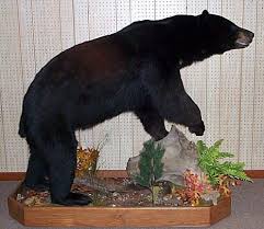 Black Bear Half Mounts Prices Simpson Taxidermy On Line Black Bear Bear Mounts Taxidermy Decor
