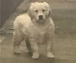 Golden retrievers are sturdy, strong, and kind, known for their adeptness at hunting and their strength of character. Golden Retriever Puppies For Sale Near Salem New Hampshire Usa Page 1 10 Per Page Puppyfinder Com