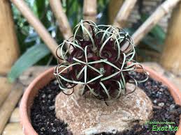 Image result for Brachystelma