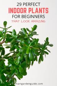 Perfect Indoor Plants For Beginners That Look Amazing Easy Care Houseplants Indoor Plants Easy Easy Care Plants