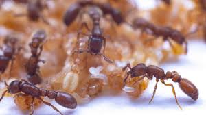 Castes In Ants: చీమలకూ కుల పిచ్చి.. ఇదిగో ఇలా తమ క్యాస్ట్, పని డిసైడ్  చేసుకుంటాయట!