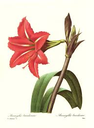 Vintage Red Amaryllis Flower Art Print Redoute Red Botanical Print Christmas Gift For Gardener Bir Cvetochnoe Iskusstvo Botanicheskie Risunki Botanicheskie Printy