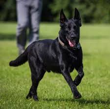 Each of my belgians has also reached a point where they walk up to the line in the sand. Belgian Malinois Puppies For Sale Adoptapet Com