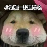 10 条消息 手残骚年汪星人 知乎 funny animals dogs