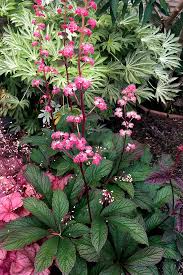 Image result for Pavonia rogersii