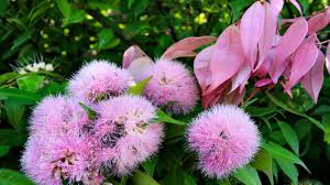 Image result for Syzygium