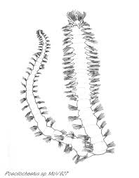 Image result for Poecilostachys