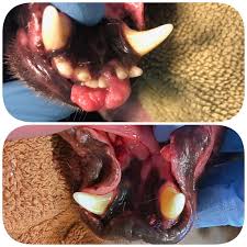Maybe you would like to learn more about one of these? Oral Tumors Animal Dental Specialist