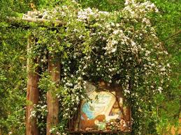 Image result for Jasminum multipartitum