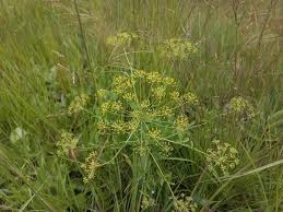 Image result for Heteromorpha involucrata