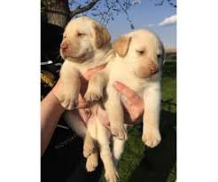 Jul 08, 2021 · browse thru puppies for sale in north carolina, usa area listings on puppyfinder.com to find your perfect puppy. Akc Males Females Chocolate And Yellow Labrador Puppies In Mason City Iowa Puppies For Sale Near Me