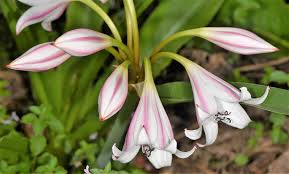 Image result for Crinum macowanii