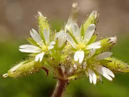 Image result for Cerastium glomeratum
