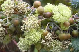 Image result for Ricinus communis