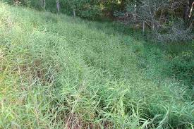 Image result for Melinis minutiflora