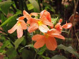 Pin On Glossary For Monsoon Memories