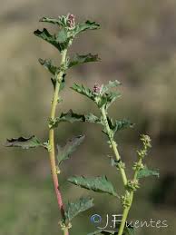 Image result for Atriplex suberecta