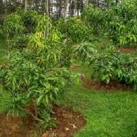 Bibit mangga harum manis buah mangga asli indonesia. Anim Agro Technology Tanaman Mangga Arumanis Di Indonesia
