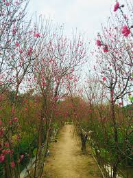 Описание для chúc tết 2021. Jxzlv8oeiawvum