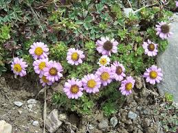 Image result for Landolphia glabra