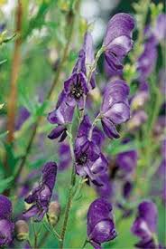 Aconitum The Most Important Genera And Species From A To Z The Encyclopedia Of Psychoactive Plants Ethnopharmacology And Its Applications