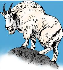 Here you can explore hq mountain goat transparent illustrations, icons and clipart with filter setting like size, type, color etc. Mountain Goat Definition Of Mountain Goat By Merriam Webster