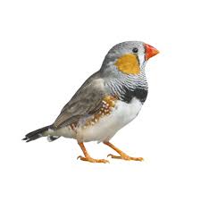 All from the comfort of your home. Zebra Finch Bird Conure Parakeets More Petsmart