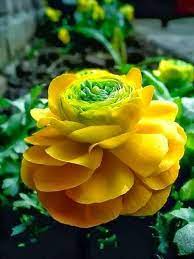 Ranunculus Unusual Flowers Beautiful Flowers Amazing Flowers