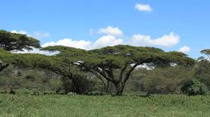 Image result for Acacia brevispica