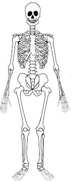 The human body is the body of a person. Drawing Easy Simple Skeletal System Diagram Novocom Top