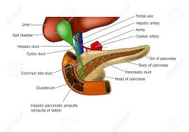 Cross section of the trunk through the liver. Anatomy Of Pancreas And Relationship To Duodenum And Liver Royalty Free Cliparts Vectors And Stock Illustration Image 9933713