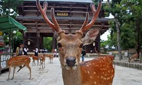 Jättefint bad med pooler kiosk och omklädningsrum! Japan S Beloved Deer Are Gradually Leaving Nara Park But It S Not All Bad News